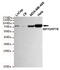 Heat Shock Protein Family A (Hsp70) Member 5 antibody, MBS475111, MyBioSource, Western Blot image 