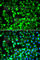 Dihydrolipoamide Dehydrogenase antibody, A5403, ABclonal Technology, Immunofluorescence image 