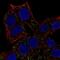 Activator Of Basal Transcription 1 antibody, NBP2-69030, Novus Biologicals, Immunofluorescence image 