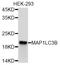 Microtubule Associated Protein 1 Light Chain 3 Beta antibody, abx127109, Abbexa, Western Blot image 