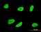 Serum/Glucocorticoid Regulated Kinase 1 antibody, orb94764, Biorbyt, Immunocytochemistry image 