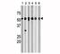 Checkpoint Kinase 1 antibody, F48387-0.4ML, NSJ Bioreagents, Immunohistochemistry paraffin image 