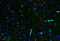 Interleukin 11 antibody, XP-5707-M, ProSci, Immunohistochemistry frozen image 