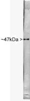 Enolase 2 antibody, MBS416429, MyBioSource, Western Blot image 