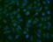 Thioredoxin 2 antibody, M04586-1, Boster Biological Technology, Immunofluorescence image 