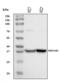 Corticosteroid 11-beta-dehydrogenase isozyme 1 antibody, A01565, Boster Biological Technology, Western Blot image 