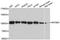 Myb Like, SWIRM And MPN Domains 1 antibody, A3102, ABclonal Technology, Western Blot image 