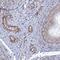 Probable ribonuclease ZC3H12C antibody, HPA038837, Atlas Antibodies, Immunohistochemistry frozen image 