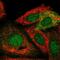Stimulated by retinoic acid gene 6 protein antibody, NBP1-83719, Novus Biologicals, Immunofluorescence image 