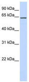 63 kDa membrane protein antibody, TA341864, Origene, Western Blot image 