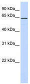 Cytoskeleton Associated Protein 4 antibody, TA341864, Origene, Western Blot image 