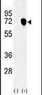 Nuclear Autoantigenic Sperm Protein antibody, PA5-24835, Invitrogen Antibodies, Western Blot image 