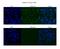 TEA Domain Transcription Factor 4 antibody, 25-140, ProSci, Western Blot image 