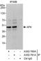 Transcription Factor AP-4 antibody, A302-760A, Bethyl Labs, Immunoprecipitation image 