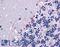 Proline Dehydrogenase 1 antibody, LS-B4931, Lifespan Biosciences, Immunohistochemistry frozen image 