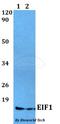 Eukaryotic Translation Initiation Factor 1 antibody, A04125, Boster Biological Technology, Western Blot image 