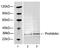 Prohibitin antibody, LS-C203076, Lifespan Biosciences, Western Blot image 