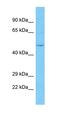 Oviductin antibody, orb327073, Biorbyt, Western Blot image 