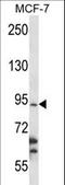 RNA Binding Motif Protein 28 antibody, LS-C162496, Lifespan Biosciences, Western Blot image 