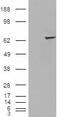 VICKZ family member 2 antibody, GTX88840, GeneTex, Western Blot image 