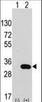 Chloride Intracellular Channel 4 antibody, LS-C100187, Lifespan Biosciences, Western Blot image 