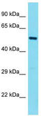 FOXP3 antibody, TA329970, Origene, Western Blot image 