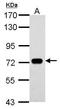 SAM And HD Domain Containing Deoxynucleoside Triphosphate Triphosphohydrolase 1 antibody, TA308362, Origene, Western Blot image 