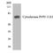 Cytochrome P450 Family 11 Subfamily A Member 1 antibody, LS-C291850, Lifespan Biosciences, Western Blot image 