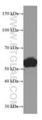 Leucine Aminopeptidase 3 antibody, 66417-1-Ig, Proteintech Group, Western Blot image 