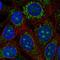 Pyruvate Dehydrogenase Kinase 3 antibody, HPA072492, Atlas Antibodies, Immunofluorescence image 