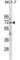 Autophagy Related 13 antibody, abx031210, Abbexa, Western Blot image 