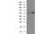 Catalase antibody, MBS831084, MyBioSource, Western Blot image 