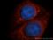 TGF-Beta Activated Kinase 1 (MAP3K7) Binding Protein 2 antibody, 14410-1-AP, Proteintech Group, Immunofluorescence image 