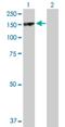 Par-3 Family Cell Polarity Regulator antibody, H00056288-D01P, Novus Biologicals, Western Blot image 