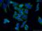 Receptor Accessory Protein 4 antibody, 26650-1-AP, Proteintech Group, Immunofluorescence image 