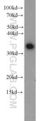 WD Repeat Domain 61 antibody, 22536-1-AP, Proteintech Group, Western Blot image 