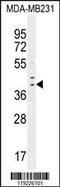 Interferon Regulatory Factor 1 antibody, 55-641, ProSci, Western Blot image 