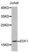 Endothelial Differentiation Related Factor 1 antibody, abx001857, Abbexa, Western Blot image 