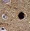 Synuclein Alpha antibody, GTX21904, GeneTex, Immunohistochemistry paraffin image 