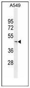 Lysine Demethylase 8 antibody, AP52273PU-N, Origene, Western Blot image 