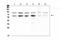 Programmed Cell Death 1 antibody, RP1039, Boster Biological Technology, Western Blot image 