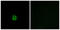 Carbohydrate Sulfotransferase 6 antibody, LS-C119805, Lifespan Biosciences, Immunofluorescence image 