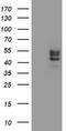 Gn6st-5 antibody, TA800544BM, Origene, Western Blot image 