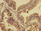 Prolactin regulatory element-binding protein antibody, CSB-PA867205LA01HU, Cusabio, Immunohistochemistry frozen image 