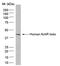 Cholinergic Receptor Nicotinic Beta 1 Subunit antibody, MCA1329GA, Bio-Rad (formerly AbD Serotec) , Western Blot image 