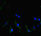 Cell Division Cycle 73 antibody, LS-C677456, Lifespan Biosciences, Immunofluorescence image 