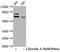 Ribosomal Protein S6 Kinase B1 antibody, CSB-RA020470A421phHU, Cusabio, Western Blot image 