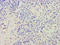Arginine Vasopressin antibody, A54862-100, Epigentek, Immunohistochemistry paraffin image 