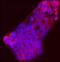 Sterol Regulatory Element Binding Transcription Factor 2 antibody, MAB7119, R&D Systems, Immunocytochemistry image 
