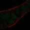 Legumain antibody, NBP1-87793, Novus Biologicals, Immunocytochemistry image 
